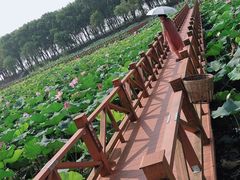 -洪湖生态旅游区