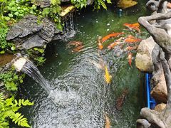 -华园农庄·特色炭烧鸡·北江河鲜