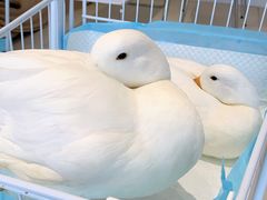 -怪兽屋·羊驼·猫咖·狗咖(俊华广场店)