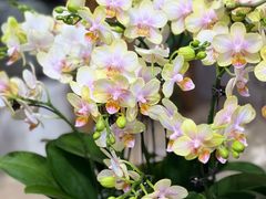 -双季花艺园艺市场(浦东店)