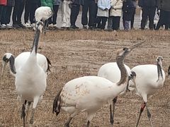 -盐城丹顶鹤湿地生态旅游区