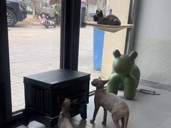 -琪喵猫屋·撸猫猫咖·猫舍