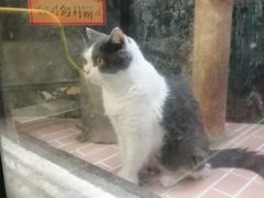 -猫咪博物馆(顶澳仔猫街店)