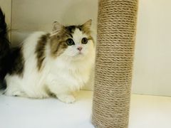 -十月米努特矮脚猫舍