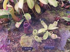-中国科学院西双版纳热带植物园