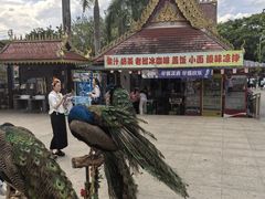 -西双版纳勐泐文化旅游区