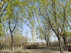 -永定河休闲森林公园