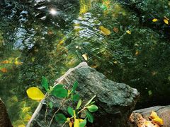 -荔枝公园(福田区)