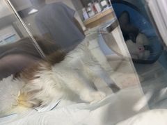 -谐和贝康宠物医院24小时·宠保定点(急重症转诊中心)