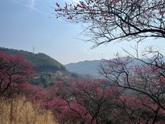 -新建村梅花
