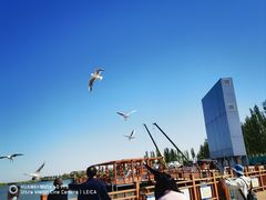 -乌梁素海景区