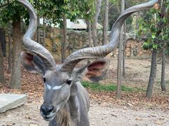 -清迈夜间动物园