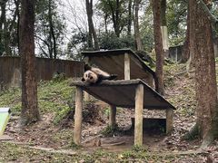 -中国大熊猫保护研究中心雅安碧峰峡基地
