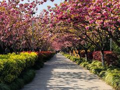 -高东镇樱花园