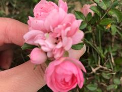 -瑶湖郊野森林公园