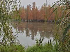 -白鹭湾湿地公园