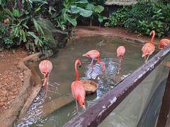 -海南热带野生动植物园