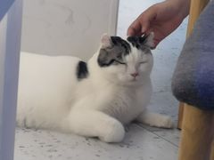 -喵园·猫主题咖啡厅·撸猫·猫咖(国贸店)