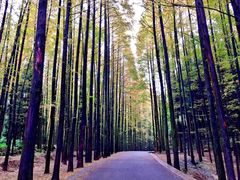 -山王坪喀斯特国家生态公园