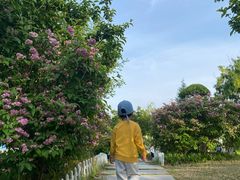 -羊山湖公园