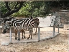 -泉州海丝野生动物世界