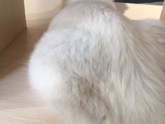 -瞄一喵猫咖(格力海岸店)