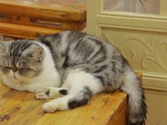 -猫小院猫主题餐厅(南锣旗舰店)
