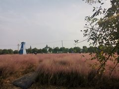 -鹅湖玫瑰文化园