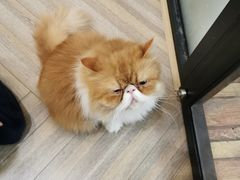 -酷豆宠物咖啡·宠物美食·撸猫馆