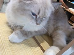-瞄一喵猫咖(格力海岸店)