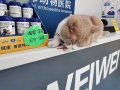 -伟伟宠物医院·CT影像中心·瑞派犬猫综合性门诊(汉口总院)