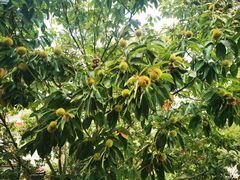 -味好美土菜(迎宾东路店)