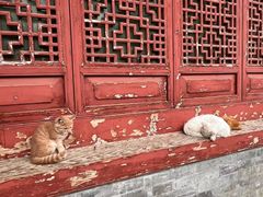 -西安大兴善寺