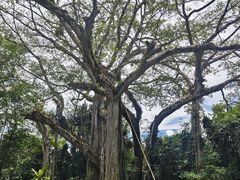 -瑞丽独树成林风景区
