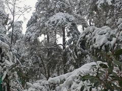 -四明山国家森林公园