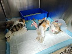 -达爱动物医院·犬猫分区·CT·复杂眼科(远洋山水分院)