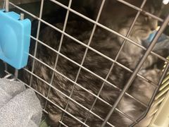 -芭比堂动物医院·24小时·眼科中心(深圳中心)