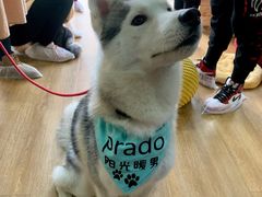 -Husky Go! 哈士奇体验馆·宠物咖啡厅狗咖