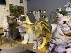 -平行世界·猫咖(首经贸店)