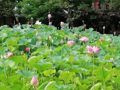 -莲湖公园