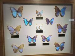 -上海昆虫博物馆