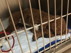 -安安宠医·安宠宠物医院