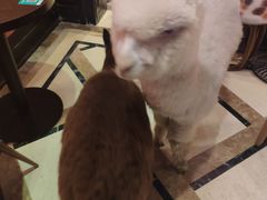 -猫色咖啡·猫咖