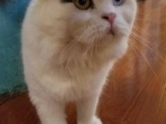 -猫小院猫主题咖啡厅(北锣店)
