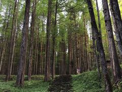 -武陵山森林公园