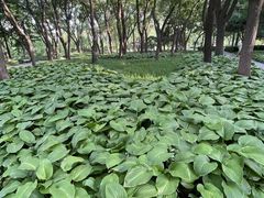 -玲珑塔公园