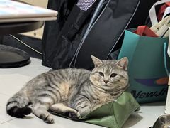 -贝利宠物医院·骨科·眼科·肿瘤转诊中心(南坪诊疗中心)