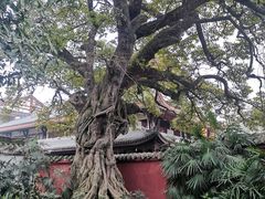 -马旺子酒楼