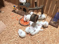 -御温泉·大餐庙会