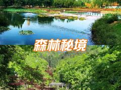 -滕州微山湖红荷湿地景区